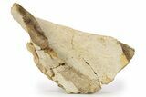 Fossil Dinosaur (Triceratops) Frill Section - Wyoming #264610-1